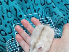 Шунгарские сирийские хомяки