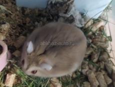 Продаются хомячки джунгарские