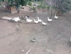 Продаются утки, гуси