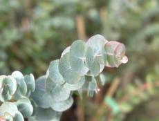 Саженцы серебристого эвкалипта