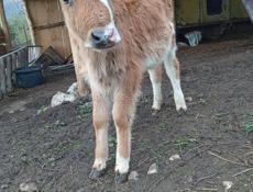 Телачка 4 месяца малочнаи пароды 21т