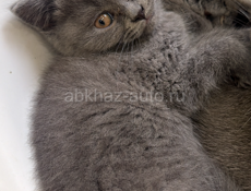 Британские котята! 