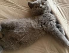 Британские котята! 