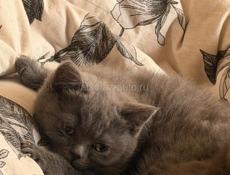 Британские котята! 