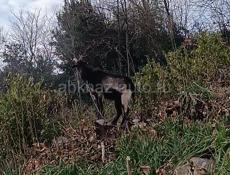 Козел альпийский