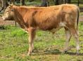 Продаю бычок 