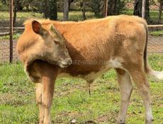 Продаю бычок 