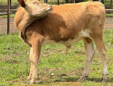 Продаю бычок 