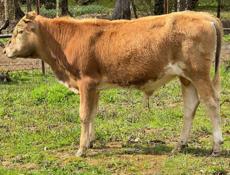 Продаю бычок 