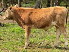 Продаю бычок 