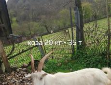 Козы, козлята 