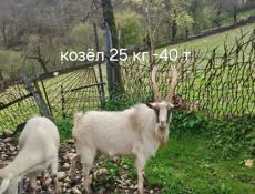 Козы, козлята 