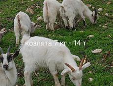 Козы, козлята 