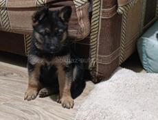 Продаются щенки немецкой овчарки 