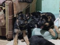 Продаются щенки немецкой овчарки 