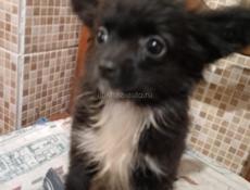 Продаём щенков чихуахуа 