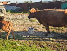 Корова с телёнком 