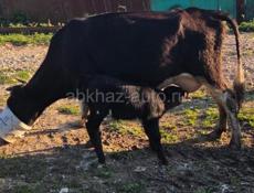 Корова с телёнком