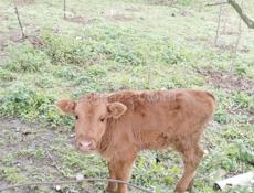 продается бычок 3 месячный 