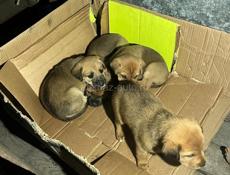 Отдам в добрые руки 