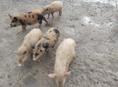 поросята 
