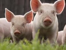 Продаются поросята 6-7 кг 