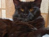 Котята Мейн-кун