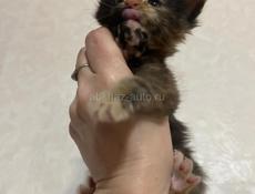 Котята Мейн-кун