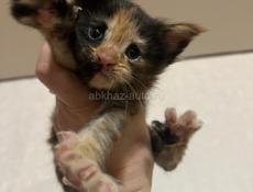 Котята Мейн-кун