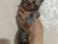 Котята Мейн-кун