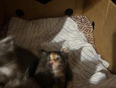 Котята Мейн-кун