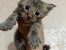 Котята Мейн-кун