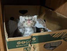 Котята Мейн-кун