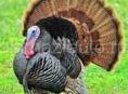 Продаю индюшки