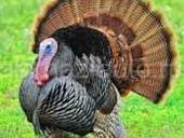 Продаю индюшки