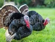 Продаю индюшки