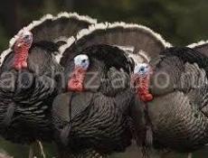 Продаю индюшки