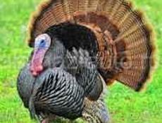 Продаю индюшки