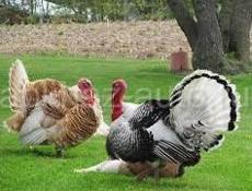 Продаю индюшки