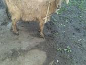 Продам козу