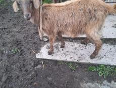 Продам козу