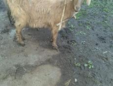 Продам козу