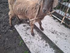 Продам козу