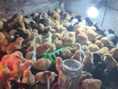 ЦЫПЛЯТА 7 ДНЕЙ