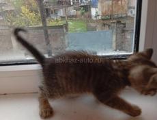 Дарю котёнка