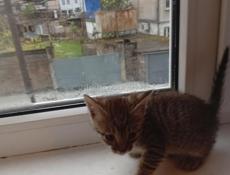 Дарю котёнка