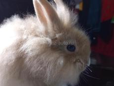 Карликовые кролики