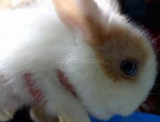 Карликовые кролики