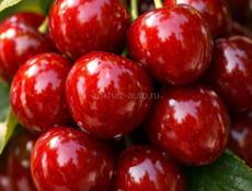 Карликовые кролики