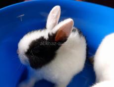 Карликовые кролики